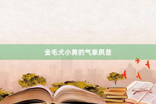 金毛犬小黄的气象夙昔